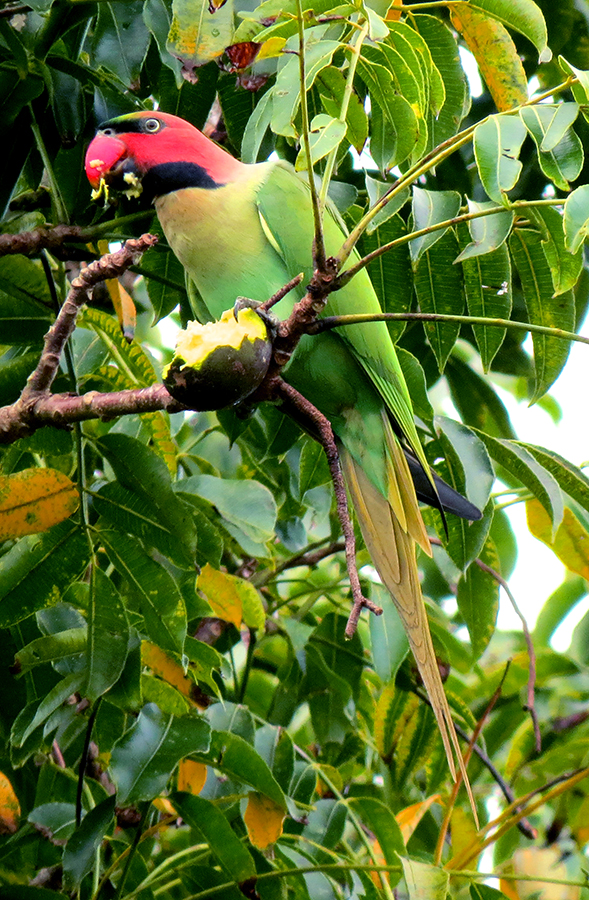 Burung Endemik Enggano