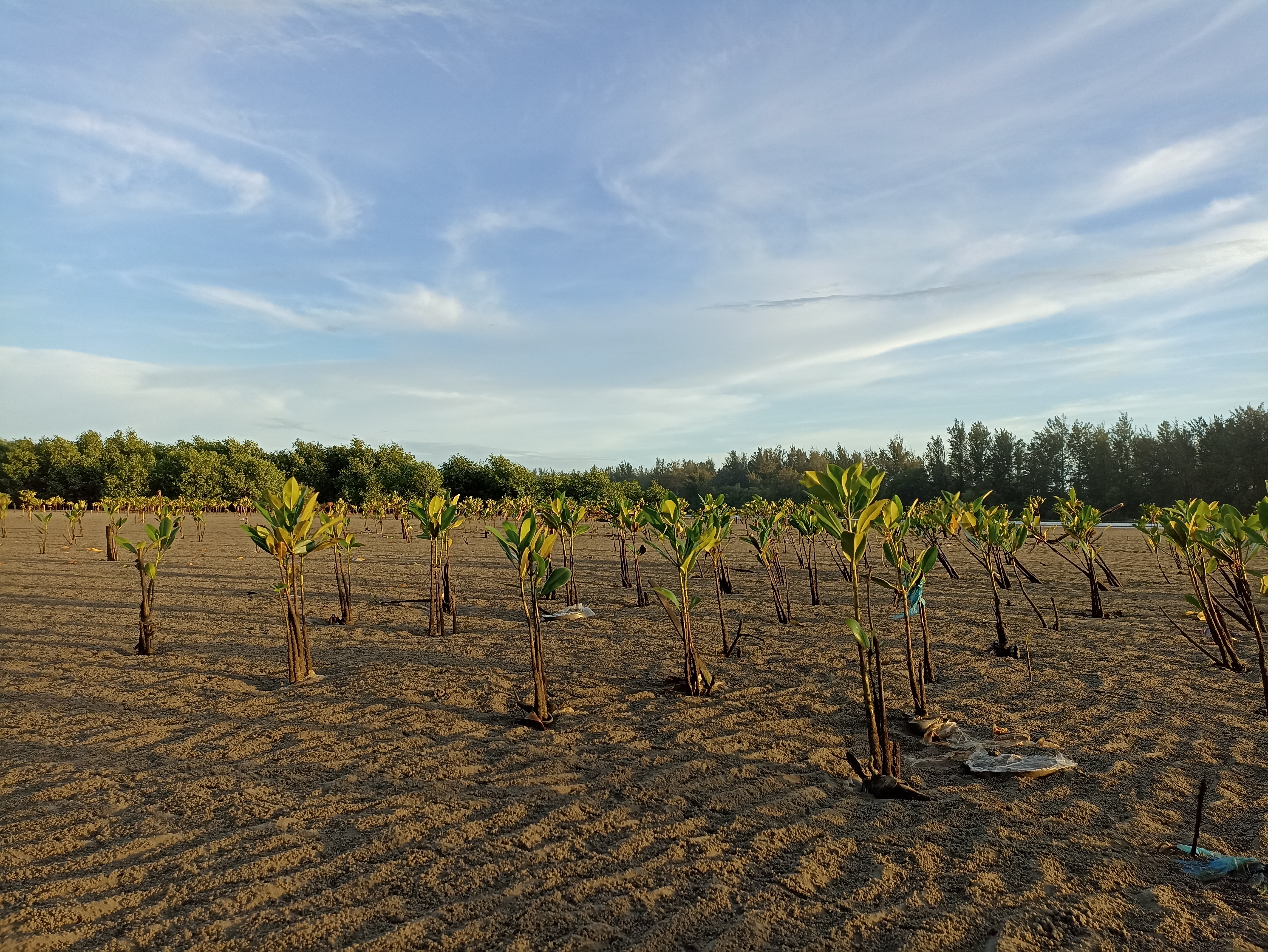 KONSERVASI MANGROVE