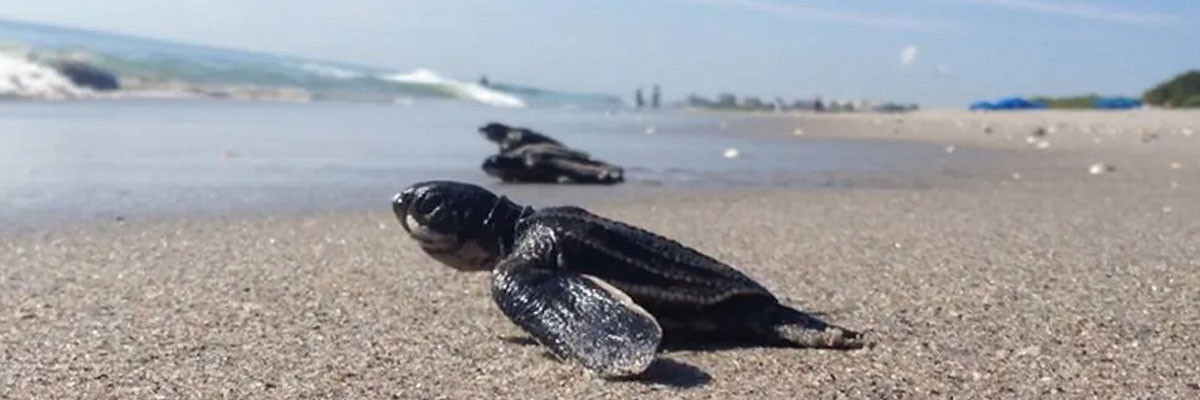 Sea Turtle Release